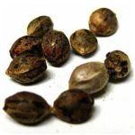 Семена марихуаны АК-47  (Seeds AK-47) в Волчанске